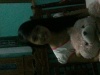 C.c.c